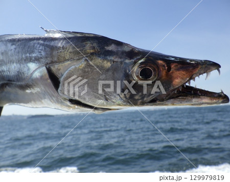 タチウオが釣れました タチウオが釣れました 129979819