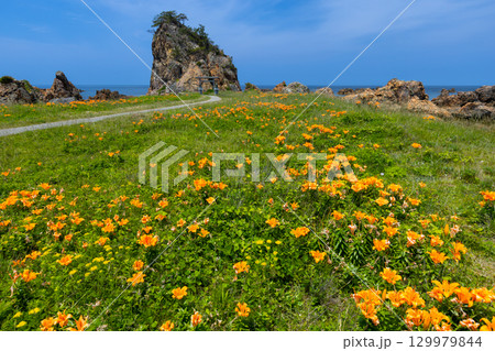 新潟県佐渡市北片辺　外海府海岸の藻浦崎公園のイワユリ群生と龍王大明神が祀られる龍金岩 129979844