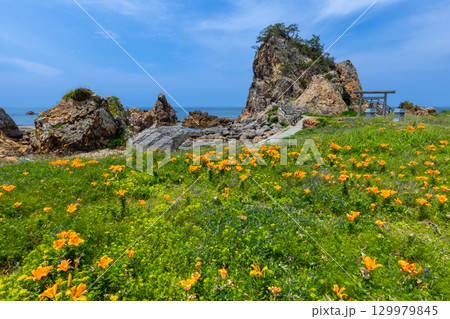 新潟県佐渡市北片辺　外海府海岸の藻浦崎公園のイワユリ群生と龍王大明神が祀られる龍金岩 129979845