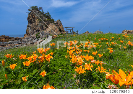 新潟県佐渡市北片辺　外海府海岸の藻浦崎公園のイワユリ群生と龍王大明神が祀られる龍金岩 129979846