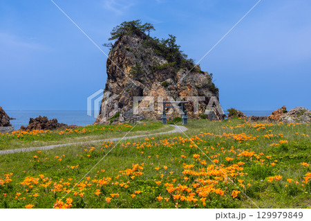 新潟県佐渡市北片辺　外海府海岸の藻浦崎公園のイワユリ群生と龍王大明神が祀られる龍金岩 129979849