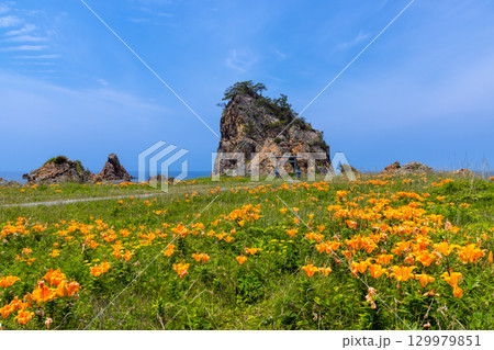 新潟県佐渡市北片辺　外海府海岸の藻浦崎公園のイワユリ群生と龍王大明神が祀られる龍金岩 129979851
