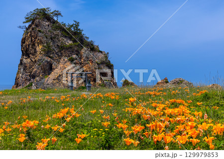 新潟県佐渡市北片辺　外海府海岸の藻浦崎公園のイワユリ群生と龍王大明神が祀られる龍金岩 129979853
