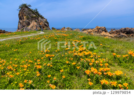 新潟県佐渡市北片辺　外海府海岸の藻浦崎公園のイワユリ群生と龍王大明神が祀られる龍金岩 129979854