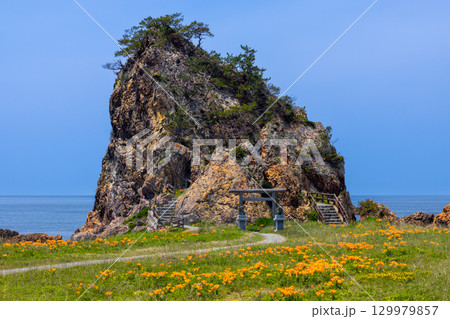 新潟県佐渡市北片辺　外海府海岸の藻浦崎公園のイワユリ群生と龍王大明神が祀られる龍金岩 129979857