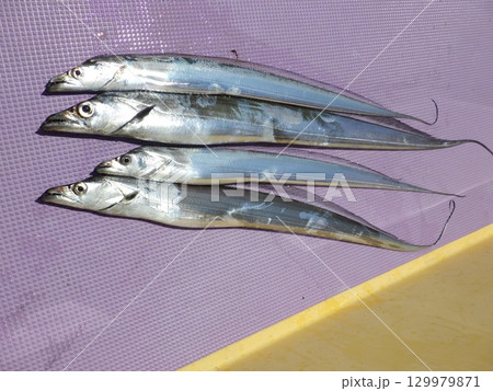 タチウオが釣れました 129979871