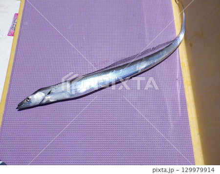 タチウオが釣れました タチウオが釣れました 129979914