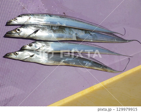 タチウオが釣れました タチウオが釣れました 129979915