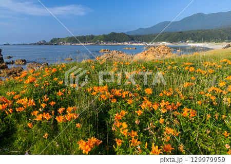 新潟県佐渡市北片辺 外海府海岸の藻浦崎公園の龍金岩前に広がるイワユリ群生 新潟県佐渡市北片辺 外海府海岸の藻浦崎公園の龍金岩前に広がるイワユリ群生 129979959