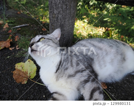 蒸し暑さにダレる可愛いネコ 129980131