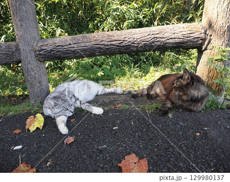 蒸し暑さにダレる可愛いネコ 129980137