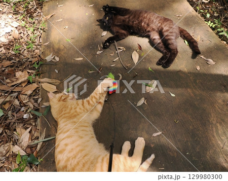じゃれ合う二匹の可愛い子猫 129980300