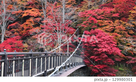 紅葉に染まる渓谷 　紅の吊橋 129980301