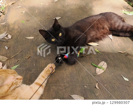 じゃれ合う二匹の可愛い子猫 じゃれ合う二匹の可愛い子猫 129980307