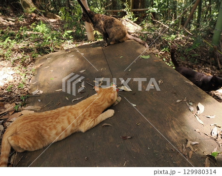 じゃれ合う二匹の可愛い子猫 じゃれ合う二匹の可愛い子猫 129980314