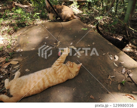 じゃれ合う二匹の可愛い子猫 129980316
