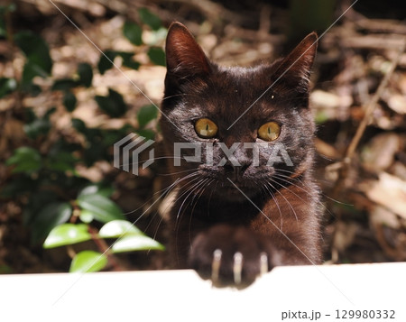 じゃれ合う二匹の可愛い子猫 129980332