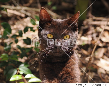 じゃれ合う二匹の可愛い子猫 129980334