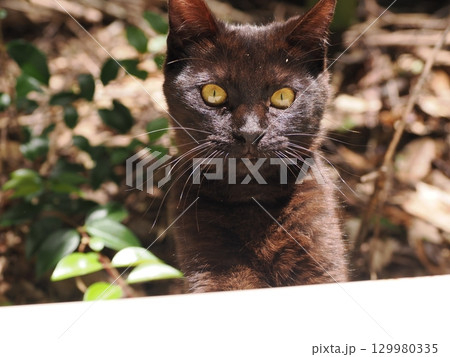 じゃれ合う二匹の可愛い子猫 129980335