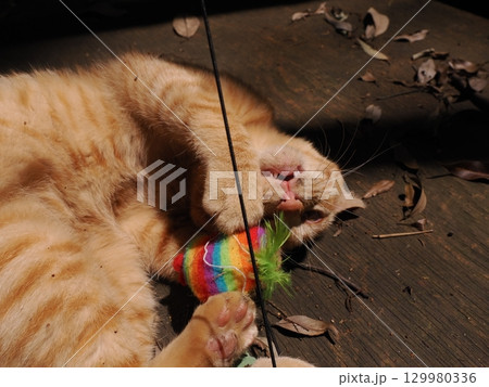 じゃれ合う二匹の可愛い子猫 129980336