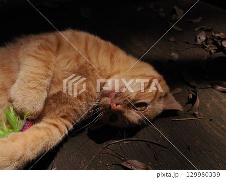 じゃれ合う二匹の可愛い子猫 じゃれ合う二匹の可愛い子猫 129980339