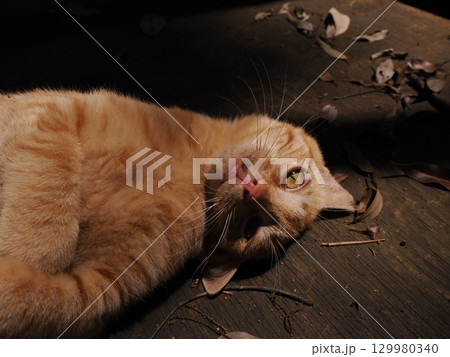 じゃれ合う二匹の可愛い子猫 129980340