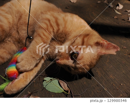 じゃれ合う二匹の可愛い子猫 129980346