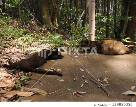 じゃれ合う二匹の可愛い子猫 129980356