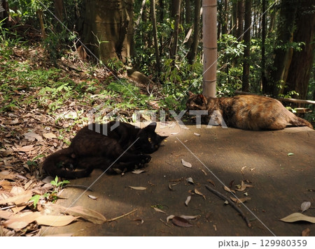 じゃれ合う二匹の可愛い子猫 129980359