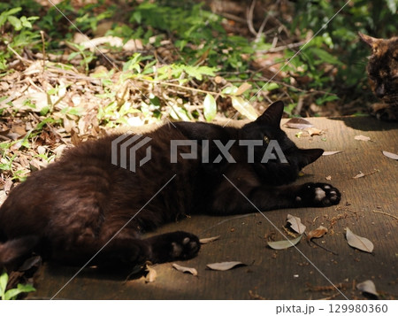 じゃれ合う二匹の可愛い子猫 129980360