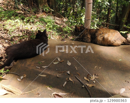 じゃれ合う二匹の可愛い子猫 129980363