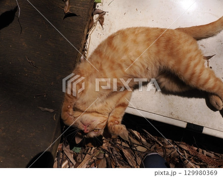 じゃれ合う二匹の可愛い子猫 129980369