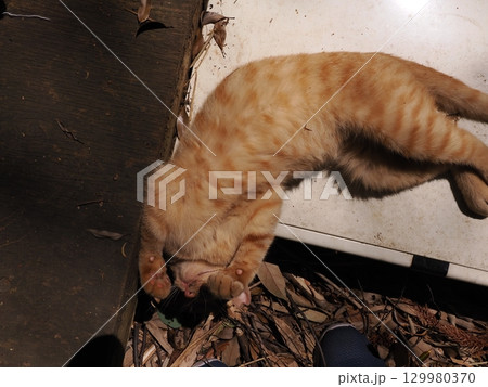 じゃれ合う二匹の可愛い子猫 じゃれ合う二匹の可愛い子猫 129980370