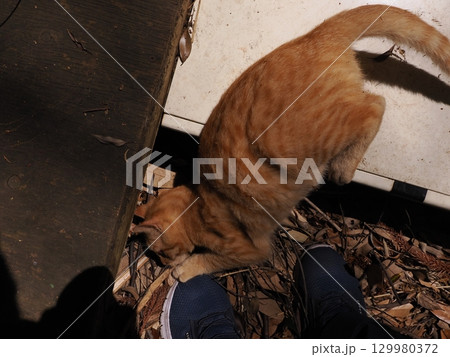 じゃれ合う二匹の可愛い子猫 129980372