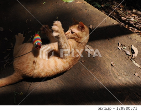じゃれ合う二匹の可愛い子猫 じゃれ合う二匹の可愛い子猫 129980373