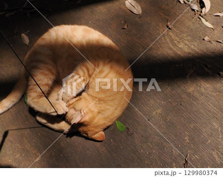 じゃれ合う二匹の可愛い子猫 じゃれ合う二匹の可愛い子猫 129980374