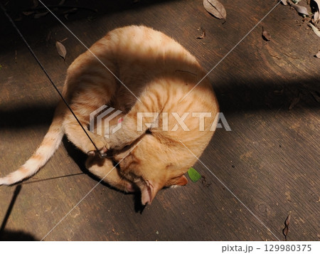 じゃれ合う二匹の可愛い子猫 じゃれ合う二匹の可愛い子猫 129980375