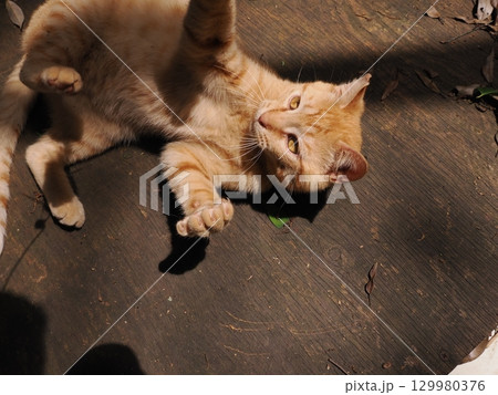 じゃれ合う二匹の可愛い子猫 じゃれ合う二匹の可愛い子猫 129980376