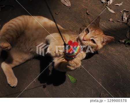 じゃれ合う二匹の可愛い子猫 129980378