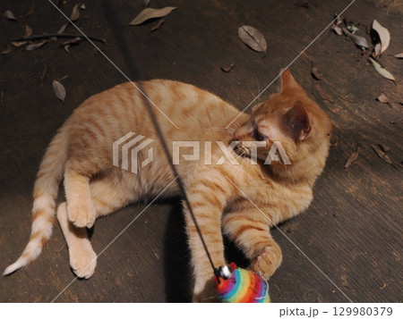 じゃれ合う二匹の可愛い子猫 129980379