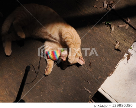 じゃれ合う二匹の可愛い子猫 じゃれ合う二匹の可愛い子猫 129980380