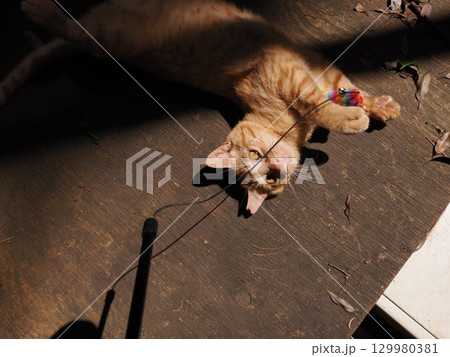 じゃれ合う二匹の可愛い子猫 じゃれ合う二匹の可愛い子猫 129980381