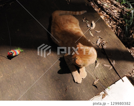 じゃれ合う二匹の可愛い子猫 じゃれ合う二匹の可愛い子猫 129980382