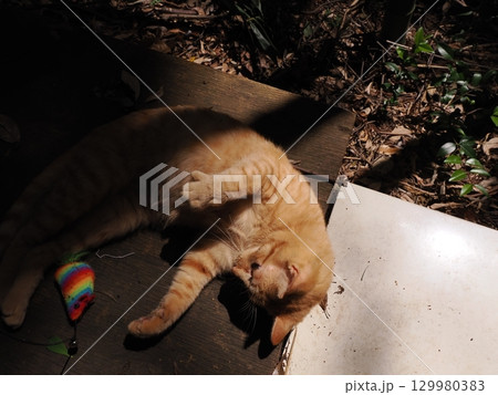 じゃれ合う二匹の可愛い子猫 129980383