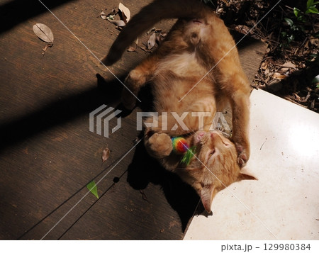 じゃれ合う二匹の可愛い子猫 129980384