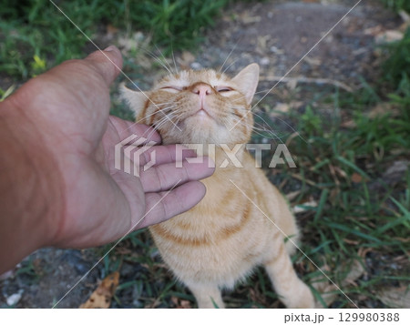 じゃれ合う二匹の可愛い子猫 129980388