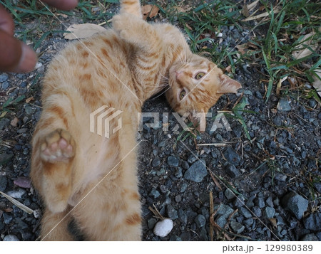 じゃれ合う二匹の可愛い子猫 じゃれ合う二匹の可愛い子猫 129980389