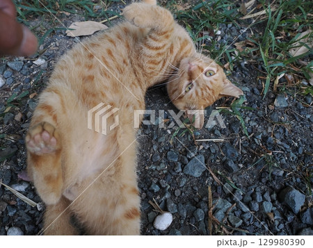 じゃれ合う二匹の可愛い子猫 じゃれ合う二匹の可愛い子猫 129980390