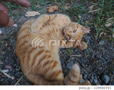 じゃれ合う二匹の可愛い子猫 129980391