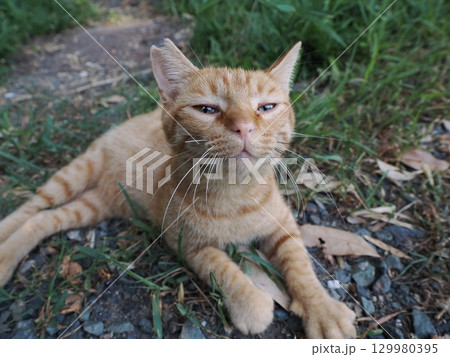 じゃれ合う二匹の可愛い子猫 じゃれ合う二匹の可愛い子猫 129980395
